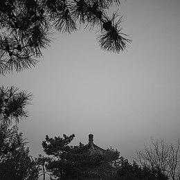 《Forest Hills: The Last Year》与恐怖片公司Troma合作